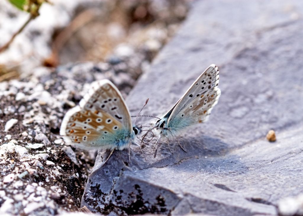 Se possibile classificazione  di questi Polyommatus - P. coridon